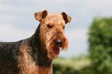 AIREDALE TERRIER 293